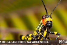Nuvem de gafanhotos na argentina: governo argentino deu início à aplicação de inseticidas Nuvem de gafanhotos na argentina