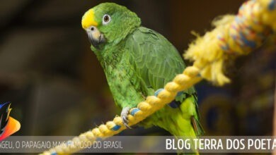 Ageu, o papagaio mais famoso do Brasil ageu o papagaio