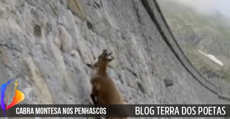 Imagens Impressionantes | Cabra Montesa cabra montesa